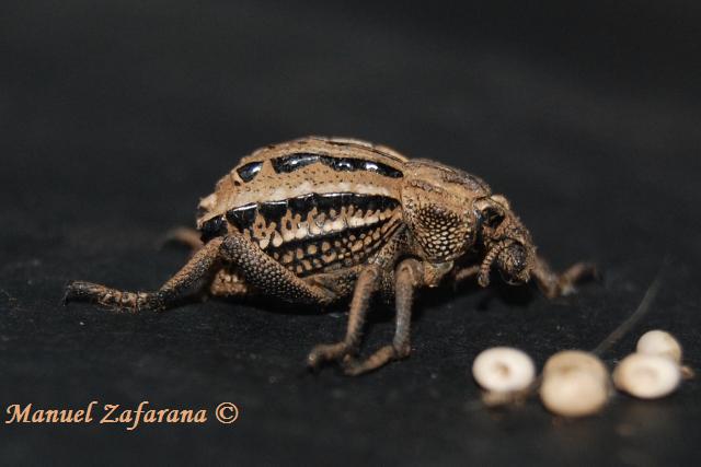 Brachycerus albidentatus e Brachycerus muricatus?